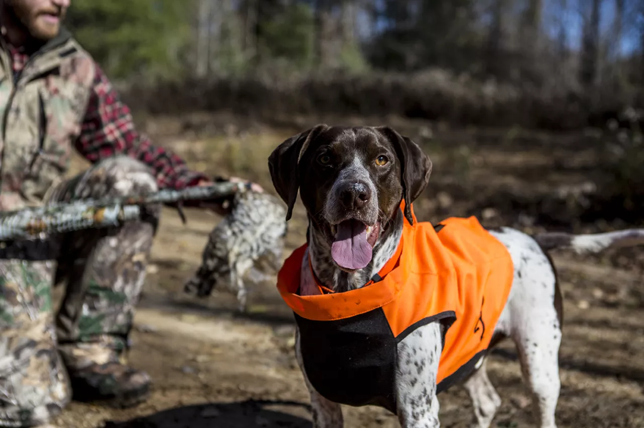 A hunting dog in an orange jacket looks at the camera.