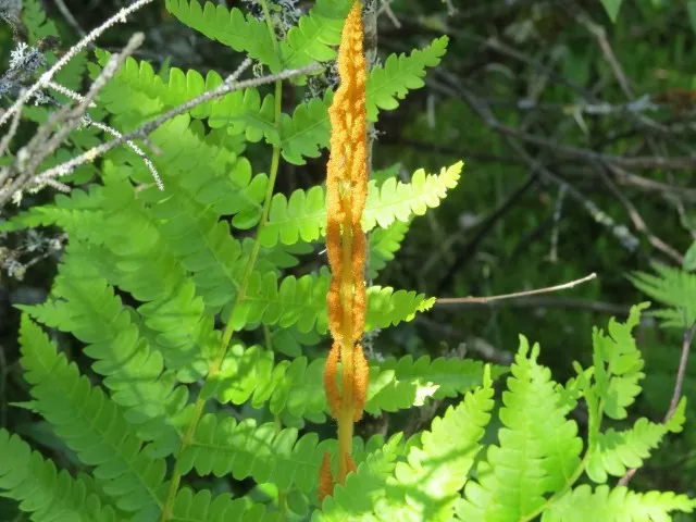 Cinnamon fern at Silver Lake Bog, photo by Joan Collins