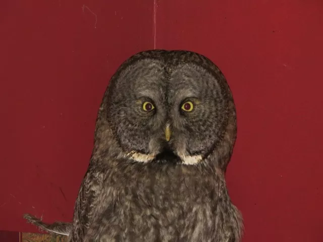 Great gray owl at the Adirondack Wildlife Refuge and Rehabilitation Center, photo by Joan Collins