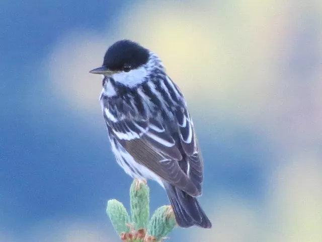Blackpoll warbler on Whiteface Mountain, photo by Joan Collins