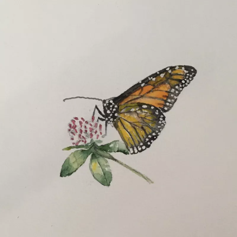 A close-up of a dainty watercolor painting of a monarch butterfly on a piece of clover.