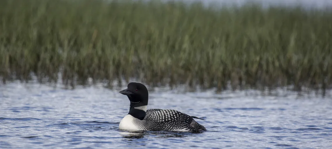 Close up of a Common loon swimming in front of pond grasses.