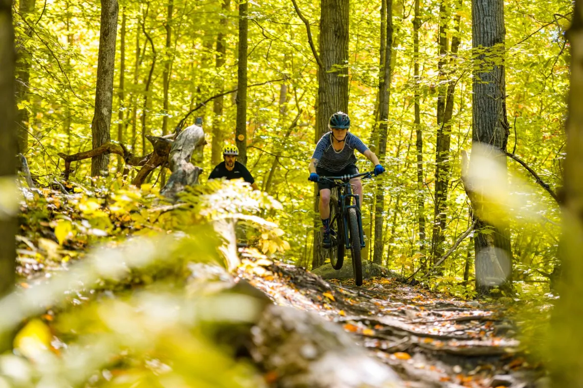 Two mountain bikers ride through a glowing summer forest.