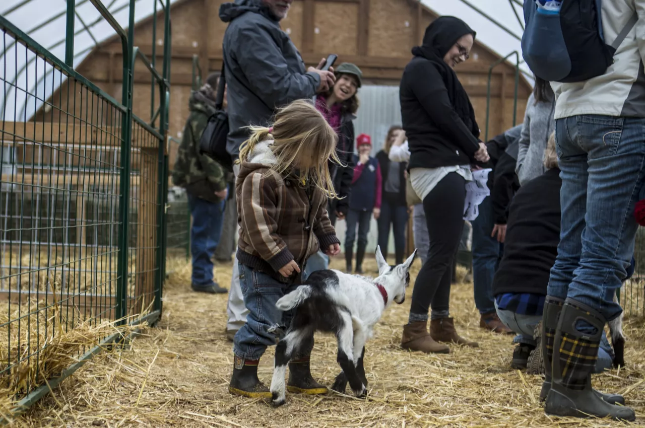 A little girl pets a baby goat in an enclosed barn. 