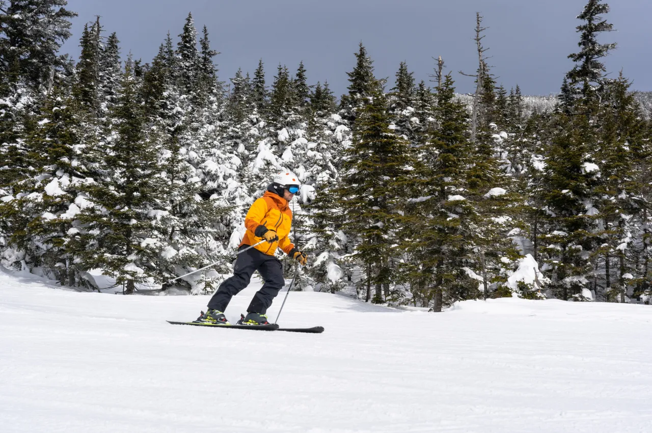 A skier wearing a bright jacket skis a snowy slope with a forest of pines in the background