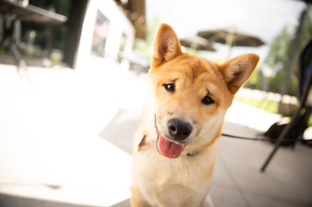 Close-up of a fluffy Shiba Inu with its tongue sticking out.