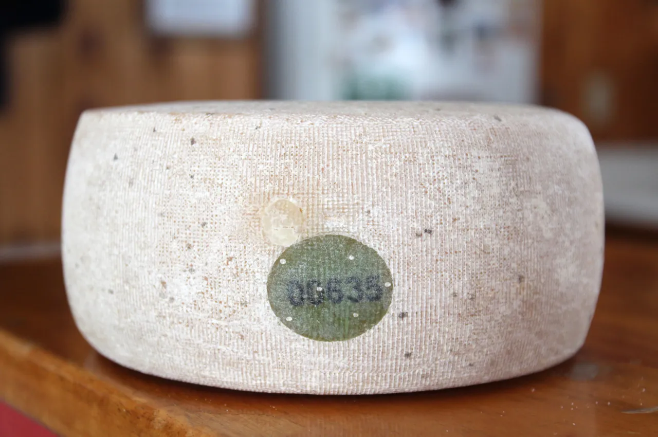 A large cheese wheel 