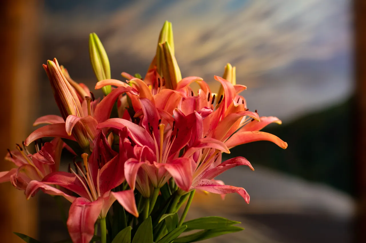flowers