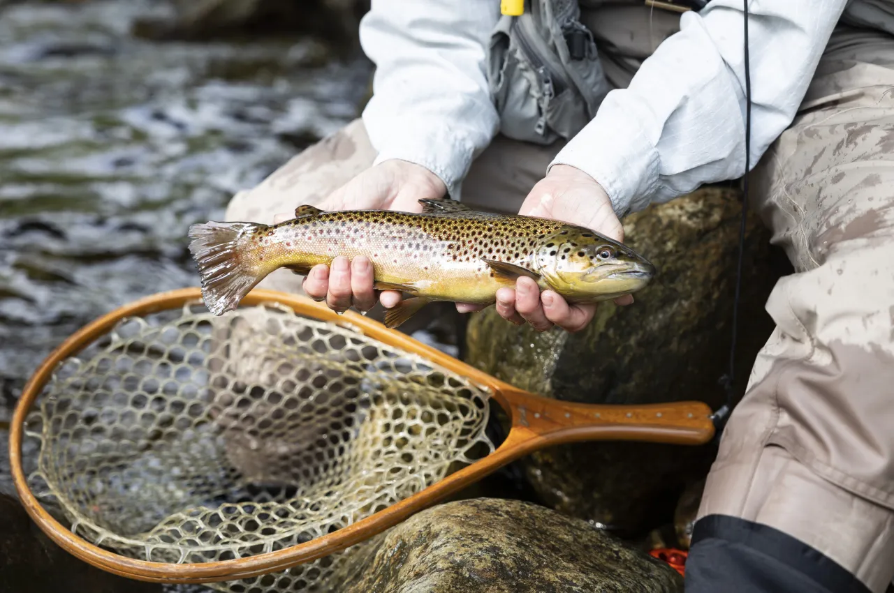 A trout being held up above the net it was just in
