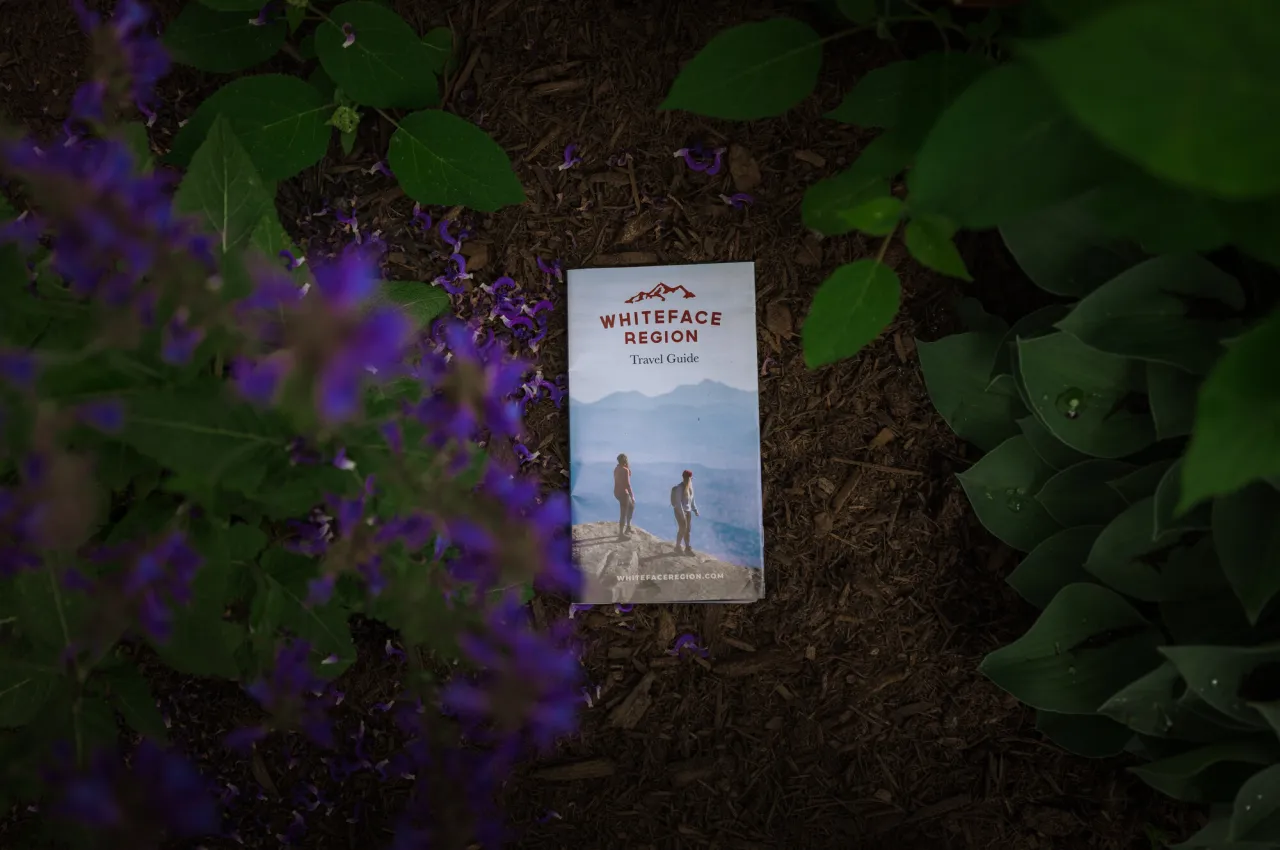 Copy of the Whiteface Region Travel Guide sits on the ground on dark mulch under the branches of purple flowering bush