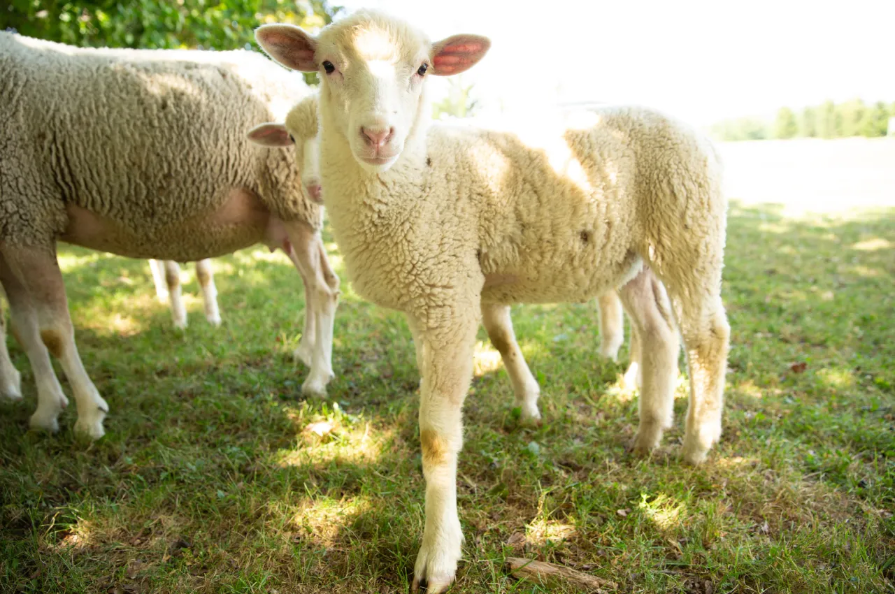 Sheep at a farm.