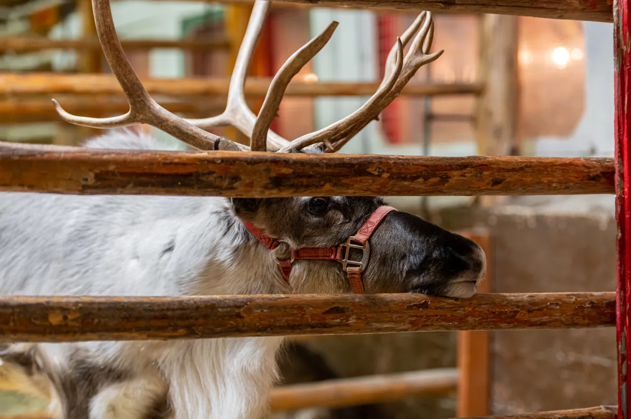 A reindeer sticks its head through the bars of a stall in a barn. 