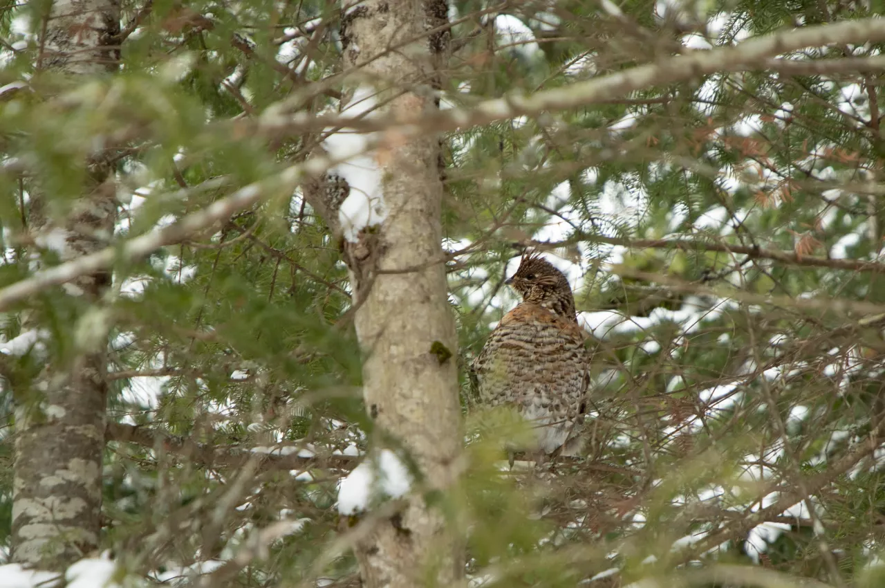 A grouse sits in a tree