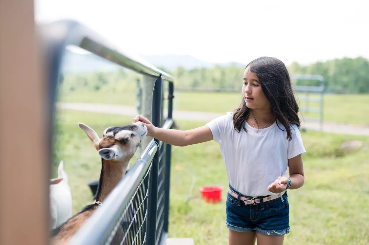 A girl pets a goat behind a green fence