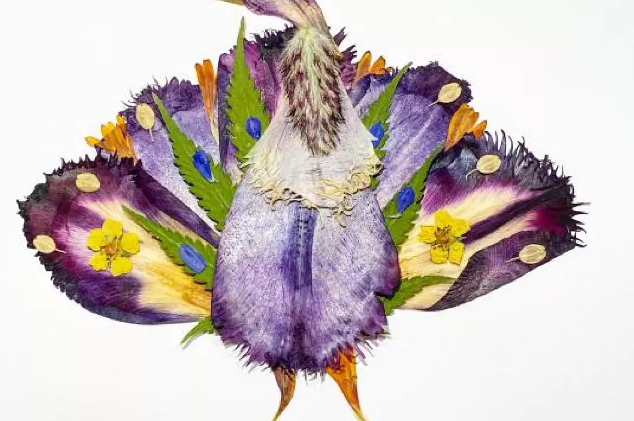 A brightly colored art piece of a turkey, made from pressed wildflower petals.
