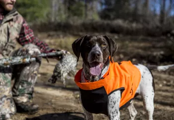 hunting dog