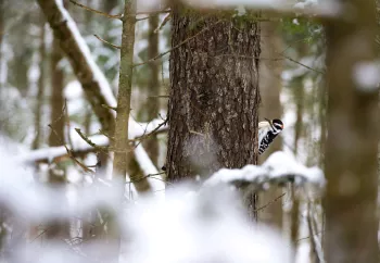 winter birding