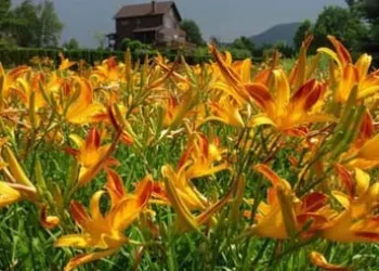 Orange day lilies