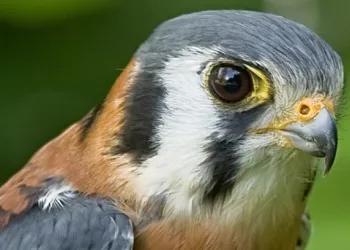 A portrait of an American kestrel