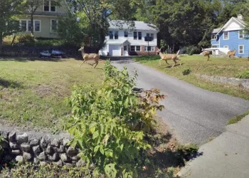 View of the front of a house with a long paved driveway and a herd of deer running through.