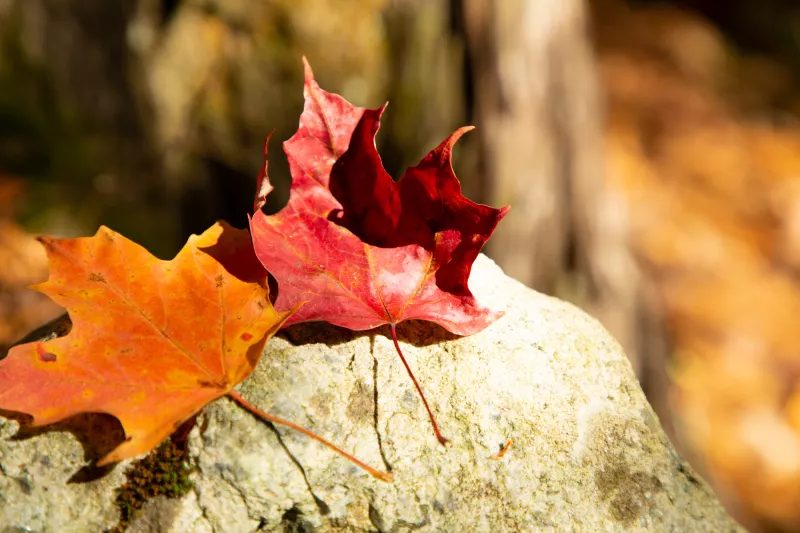 An orange leaf and a red leaf sit in the sunshine on a rock