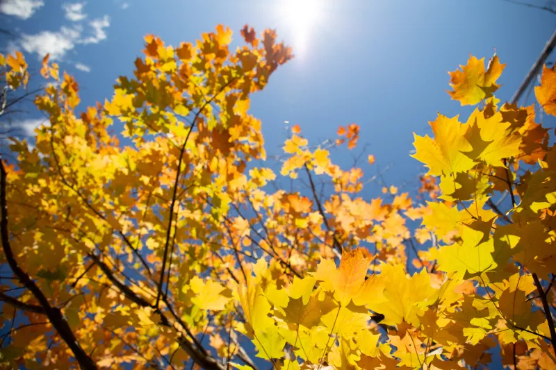 Yellow maple leaves against a clear blue sky
