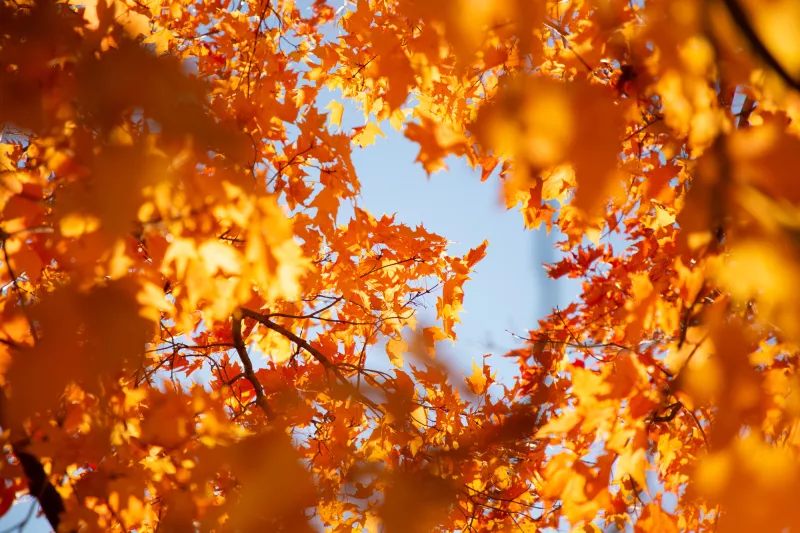 Orange maple leaves against a clear blue sky