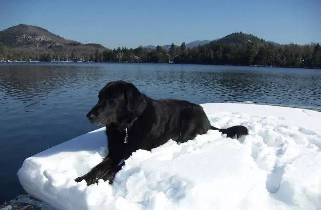 Dog at the lake