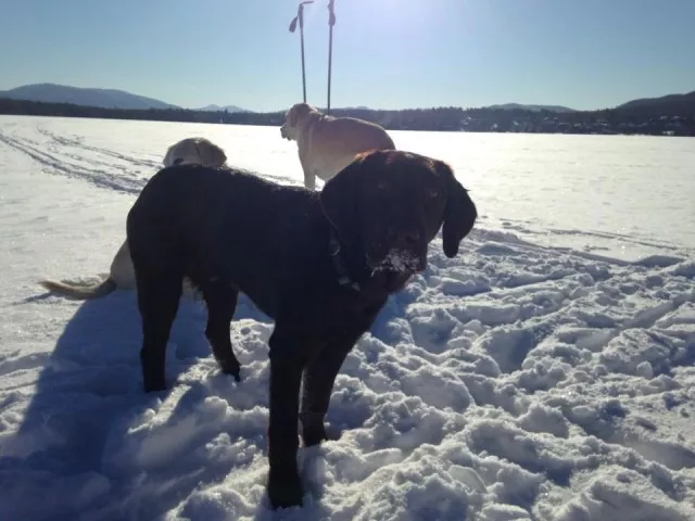 Cross-country skiing with dogs