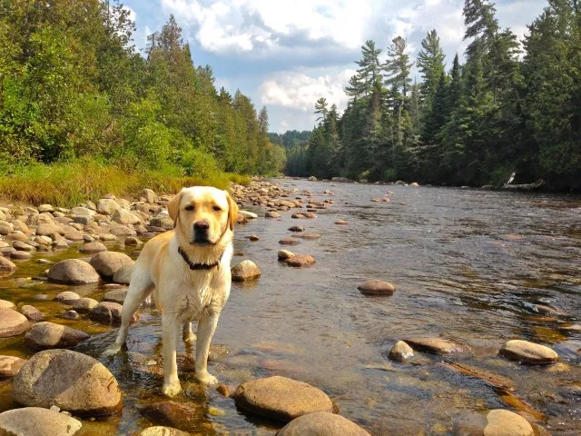 dog on the ausable