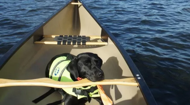 dog paddle