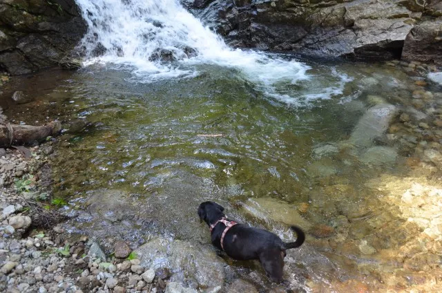 Dog at Stag Brook Falls