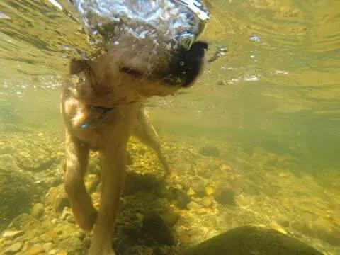 dog swimming in adirondacks