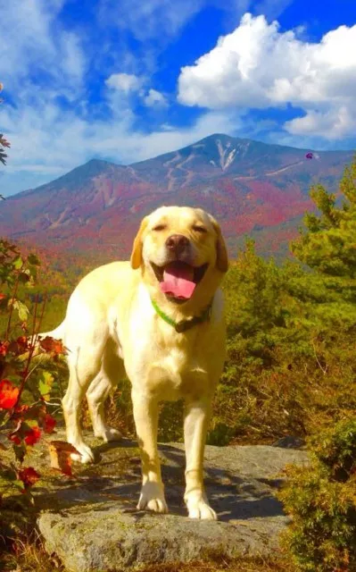 The Adirondacks is the place for dogs!