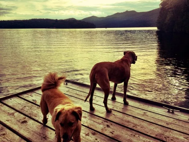 Whiteface Landing with dogs