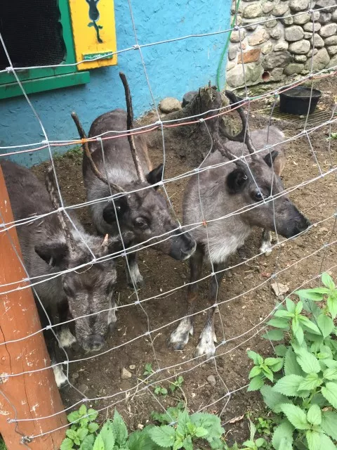 The three little baby reindeer that I got to pet.