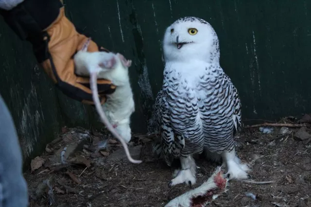 Wendy Hall feeds a snowy owl.