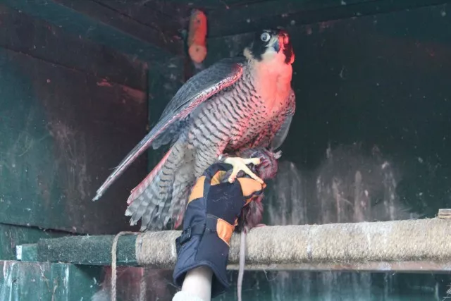 A nearly blind peregrine falcon.