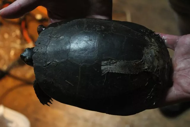 A painted turtle that was hit by a car now has a newly repaired shell.