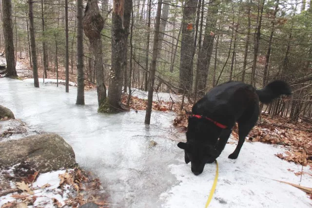 Belle investigates the first ice patch on the trail.