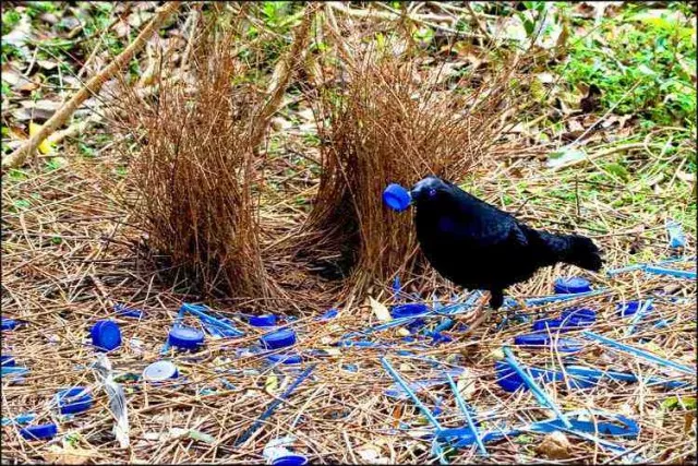 Bowerbirds are attracted to colorful objects.