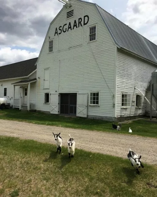 Goats escape from the barn! (from their Asgaard Farm Facebook page)