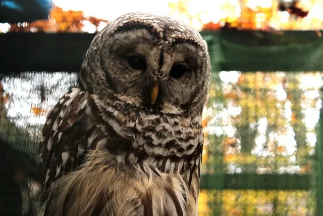 A beautiful barred owl.