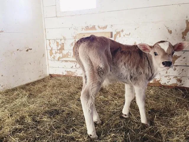 Adorable! But not to be taken home. Brown Swiss milk cows reach half a ton in size.
