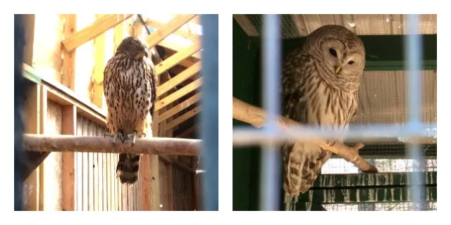 At left, a raptor - at right, an owl.