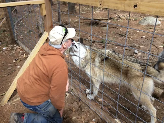 Wolves are not domesticated. But they can be friendly.