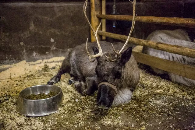 Find out what Santa's reindeer do when they are not pulling his sleigh.