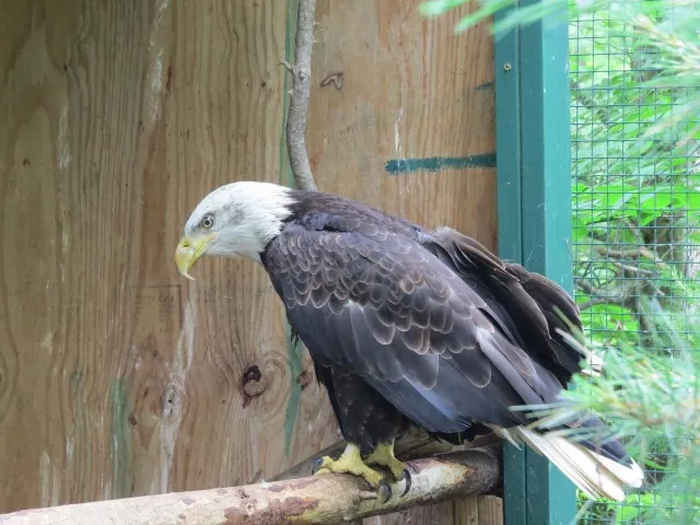 Bald eagle at the Adirondack Wildlife Refuge and Rehabilitation Center, photo by Joan Collins