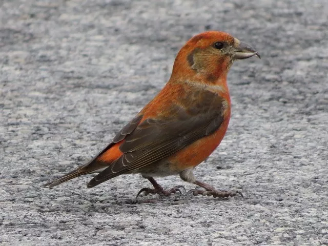 Red crossbill, photo by Joan Collins