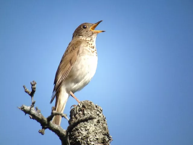 Bicknell's thrush on Whiteface Mountain, photo by Joan Collins